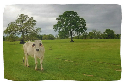 Cattle, Bulls and Livestock Kitchen Towels