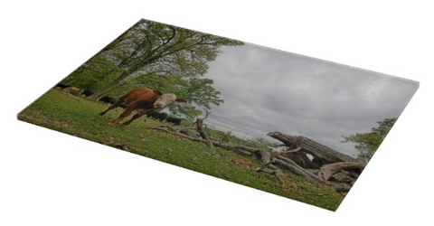 Cattle, Bulls and Livestock Cutting Boards