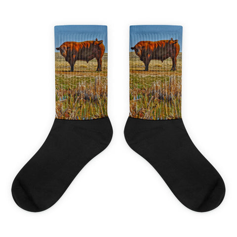 Pigtail Bull - Black foot socks