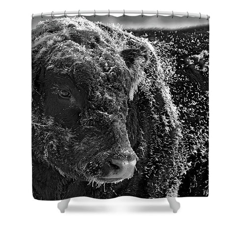 Snow Covered Ice Bull Shower Curtain