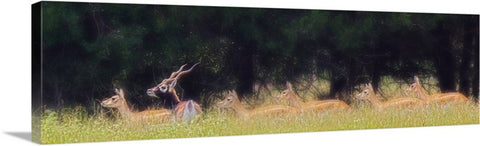 A Buck and a Show Canvas Print