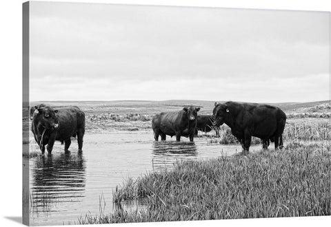 Cattle, Bulls and Livestock Canvas Prints