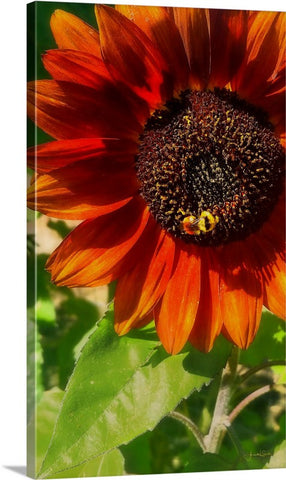 Autumn Sunflower and Bumble Bee Canvas Print