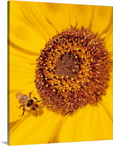 Beauty and the Bee Canvas Print