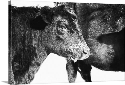 Black And White On Angus Canvas Print