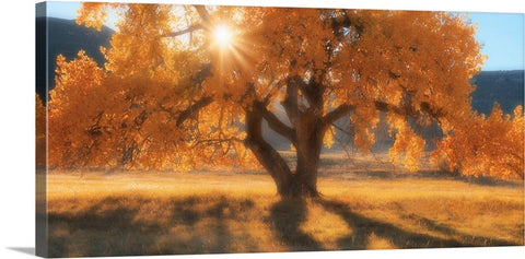 Boxelders Autumn Tree Canvas Print