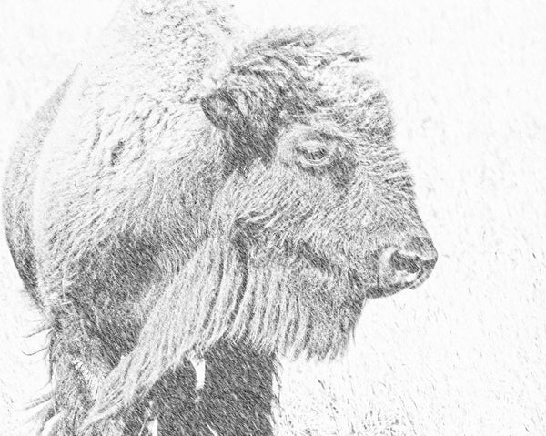 Buffalo Blizzard Canvas Print