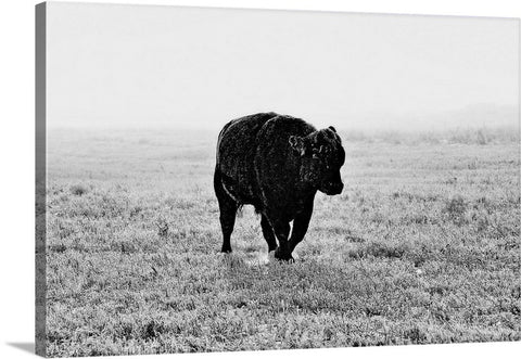 Bull After Ice Storm Canvas Print