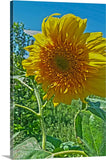 Candy Tuft Sunflower Canvas Print