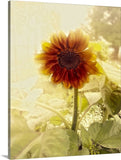 Dusty Retro Sunflower Canvas Print