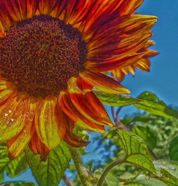 Sunflower Bonnet Canvas Print