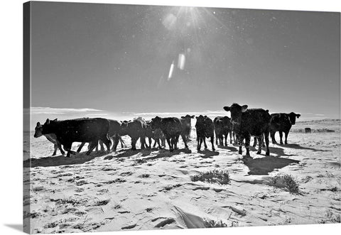 Heifers In The Snow Canvas Print
