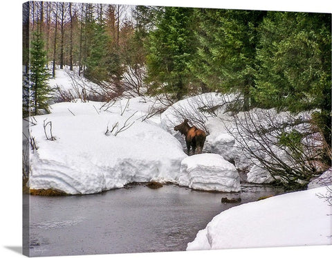 Moose in Alaska Canvas Print