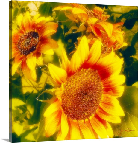 Sunflower Canvas Prints