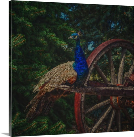Peacock Vantage Canvas Print