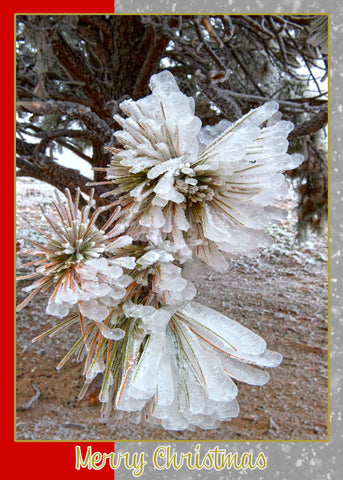 Pine Needles and Ice Western Art Greeting Card for Christmas