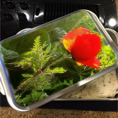 Red Poppy at Sunset Cake Pan with Lid