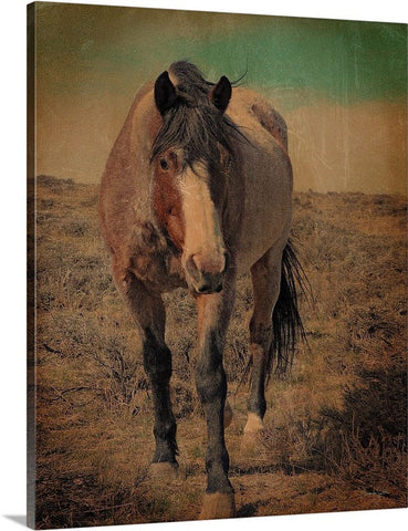 Red Roan and Sage Brush Canvas Print