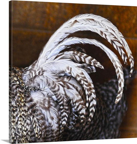 Rooster's Tail Canvas Print