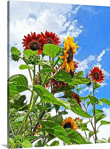 Rustic Sunflowers Canvas Print