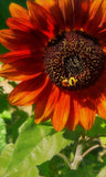 Autumn Sunflower and Bumble Bee Canvas Print