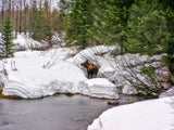 Moose in Alaska Canvas Print