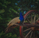 Peacock Vantage