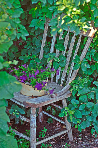 Old Chair New Petunias Canvas Print