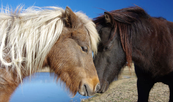Pony Love Western Scarf