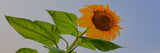 Sunflower Wild Western Scarf