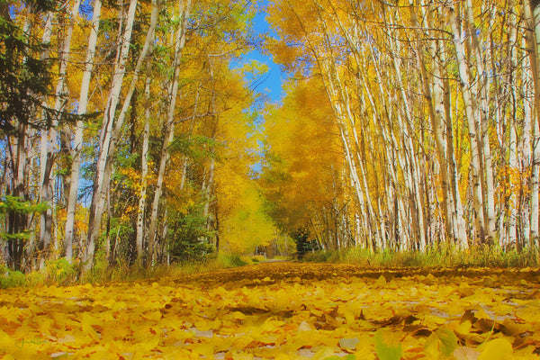 Yellow Leaf Road Canvas Print