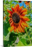 Sun Shower Sunflower Canvas Print