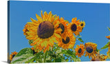 Sun and Flower Conversation Canvas Print