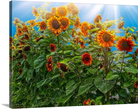 Sunflower Pack Canvas Print