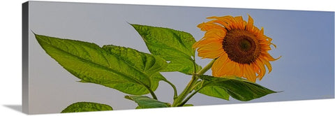 Sunflower Wild Canvas Print