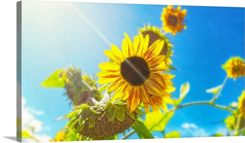 Sunflower and Sunlight Canvas Print