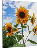 Sunflowers and Blue Canvas Print