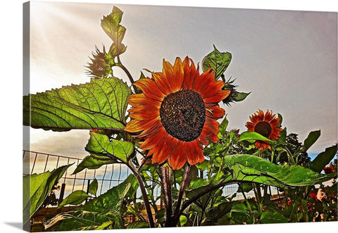 Sunflowers and Storm Canvas Print