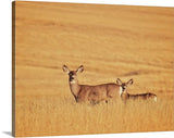 Sunset Deer Canvas Print