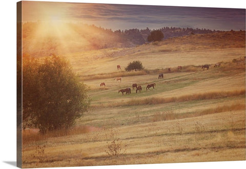Sunset and Horses Canvas Print