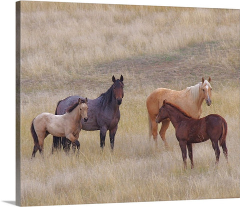 The Colors Of The Front Range Canvas Print