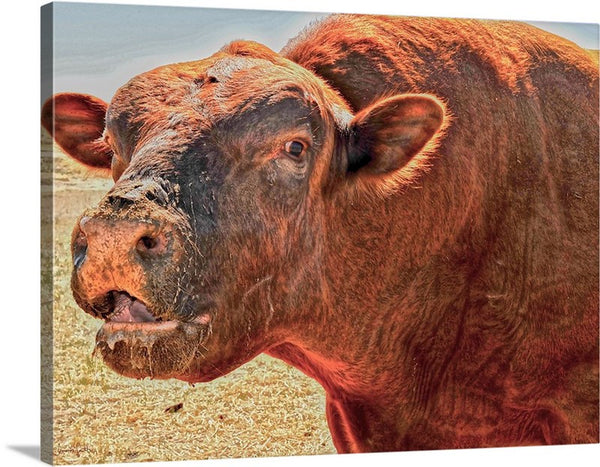 Too Close for Bull Canvas Print