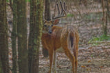 Whitetail Buck in Woods Canvas Print