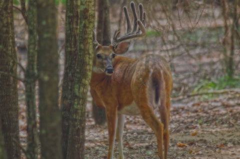 Whitetail Buck in Woods