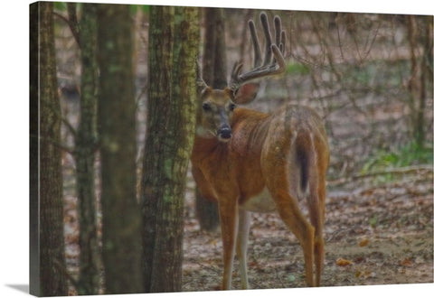 Whitetail Buck in Woods Canvas Print