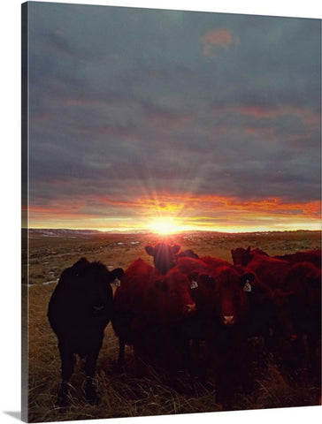 Winter Sunset at Night Feed Canvas Print