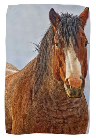 Horse Kitchen Towels
