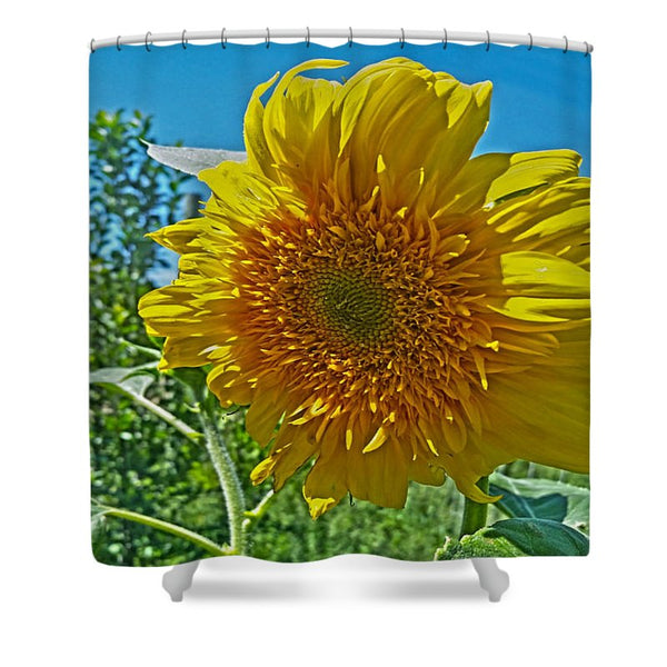 Candy Tuft Sunflower Shower Curtain