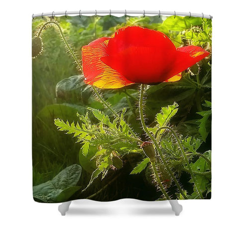 Red Poppy at Sunset Shower Curtain