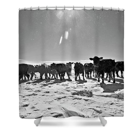 Heifers in the Snow Shower Curtain